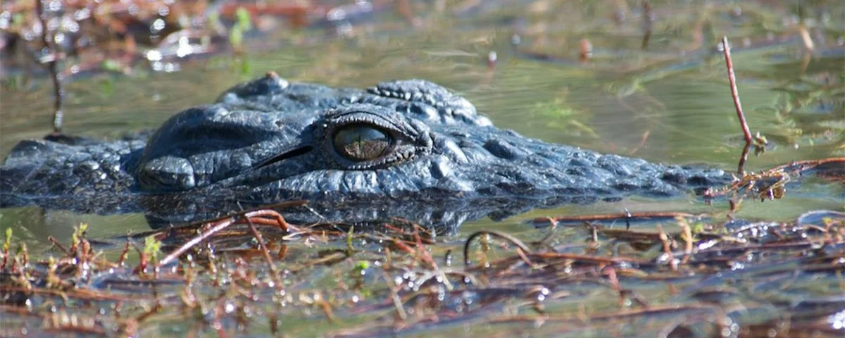 Are There Crocodiles in Murchison Falls National Park