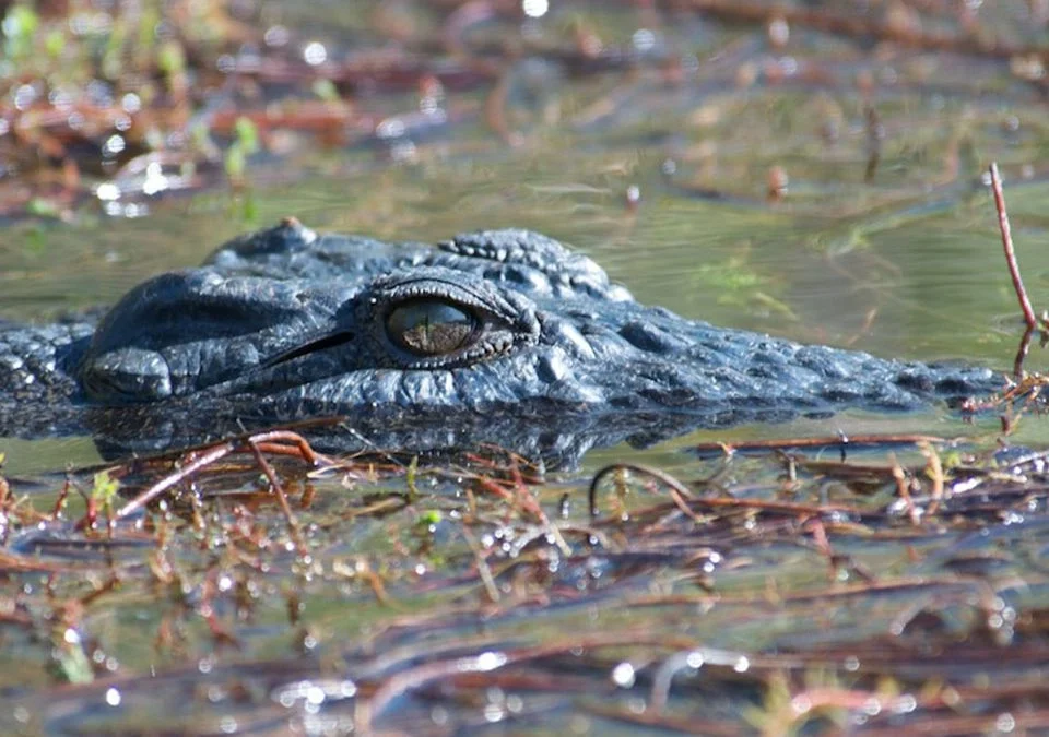 Are There Crocodiles in Murchison Falls National Park