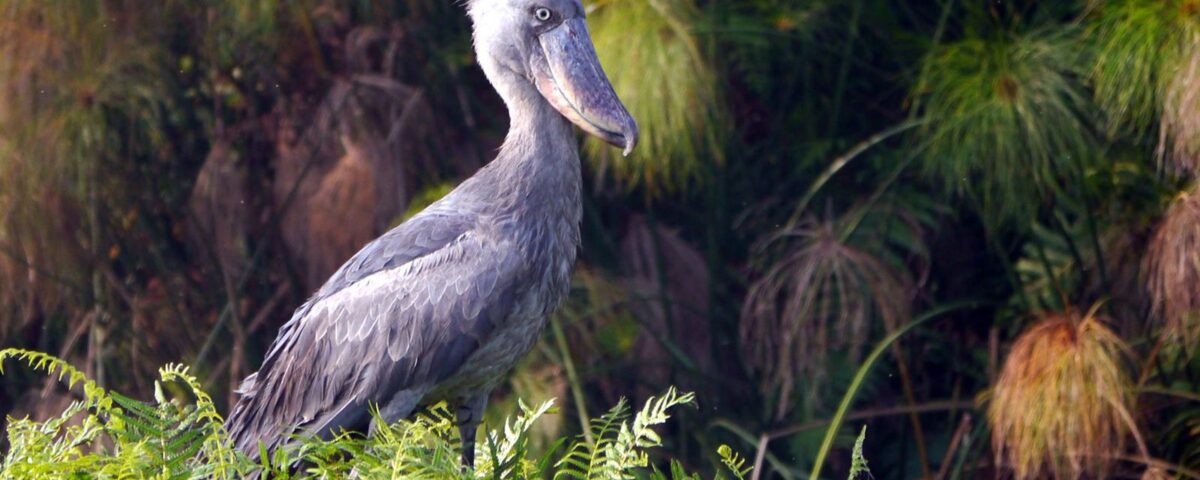 When is Birding Season at Murchison Falls?
