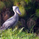 When is Birding Season at Murchison Falls?