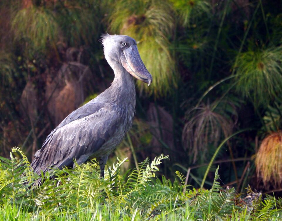 When is Birding Season at Murchison Falls?