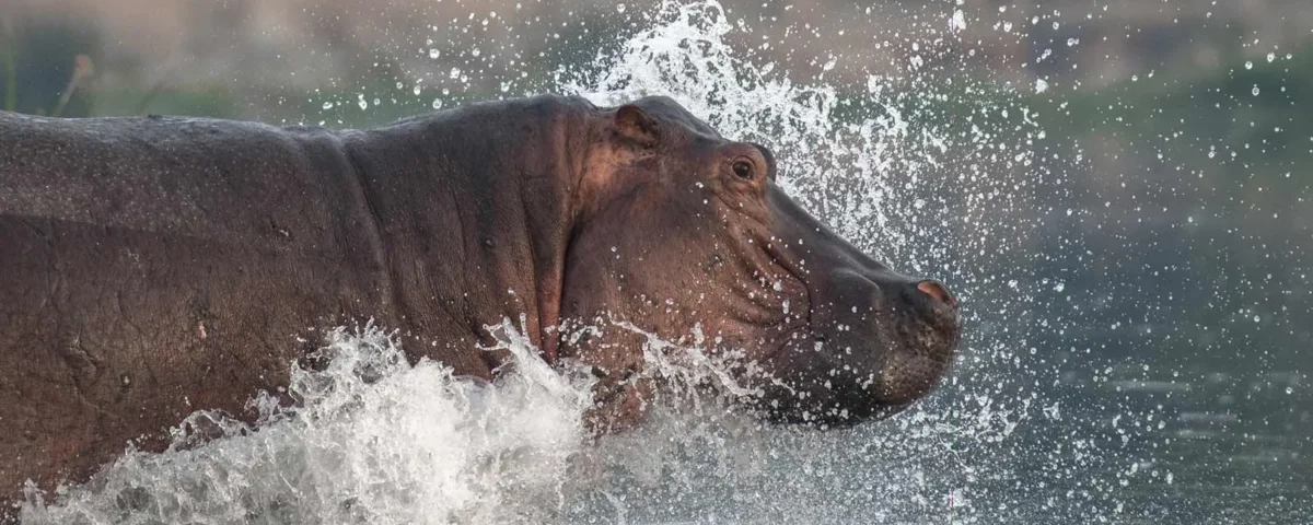 When is the Best Time to Visit Murchison Falls National Park?