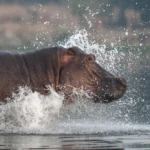 When is the Best Time to Visit Murchison Falls National Park?
