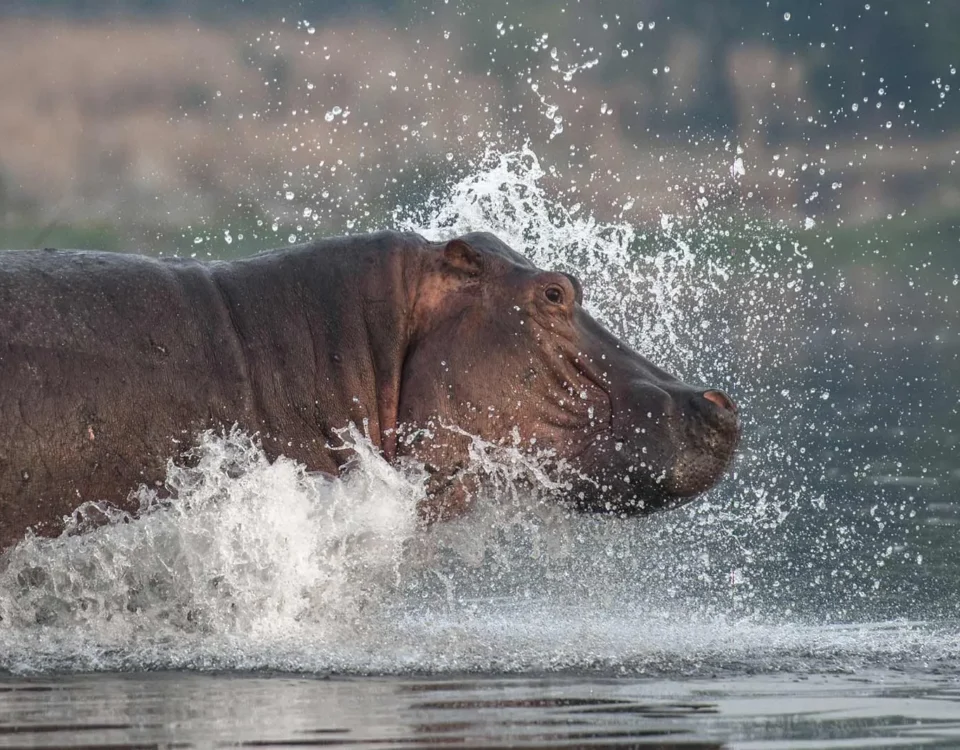 When is the Best Time to Visit Murchison Falls National Park?