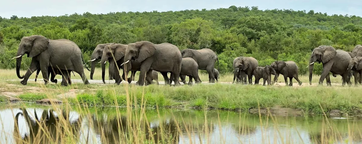 When is the Best Time for a Safari at Murchison Falls?