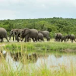 When is the Best Time for a Safari at Murchison Falls?