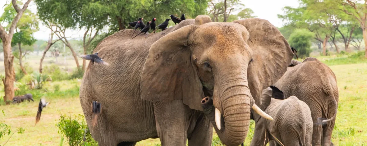 How Many Elephant Herds Are in Murchison Falls?