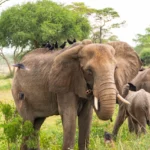 How Many Elephant Herds Are in Murchison Falls?