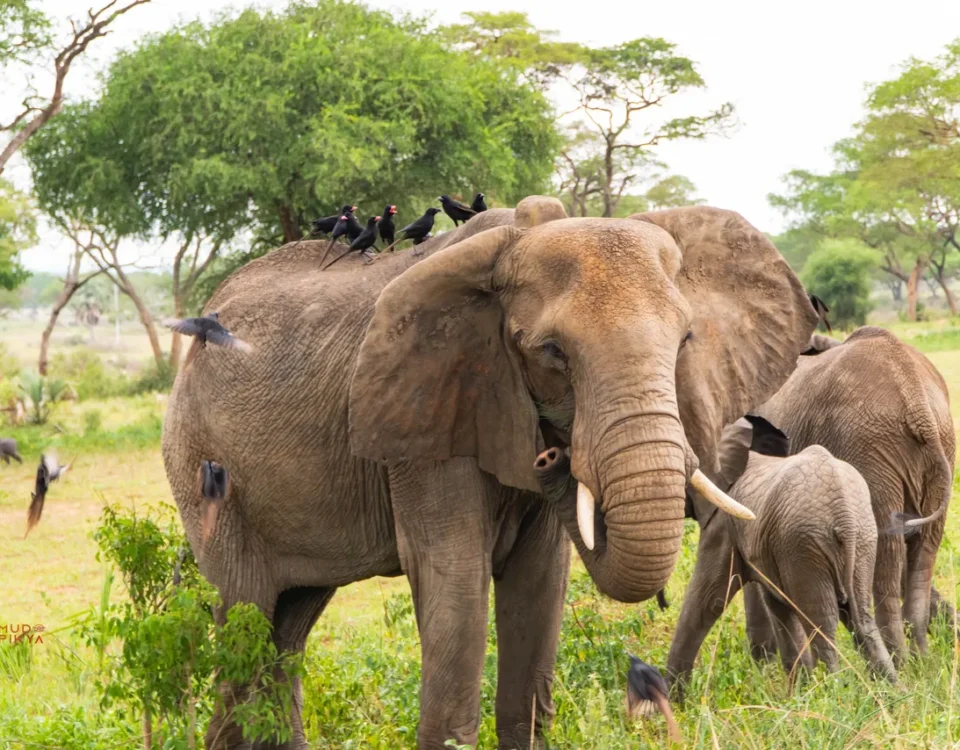 How Many Elephant Herds Are in Murchison Falls?