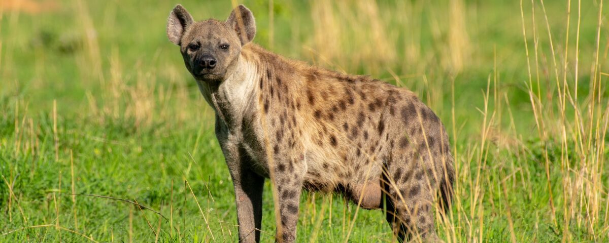 Are There Hyenas in Murchison Falls National Park?