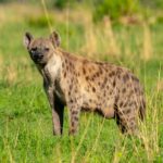 Are There Hyenas in Murchison Falls National Park?