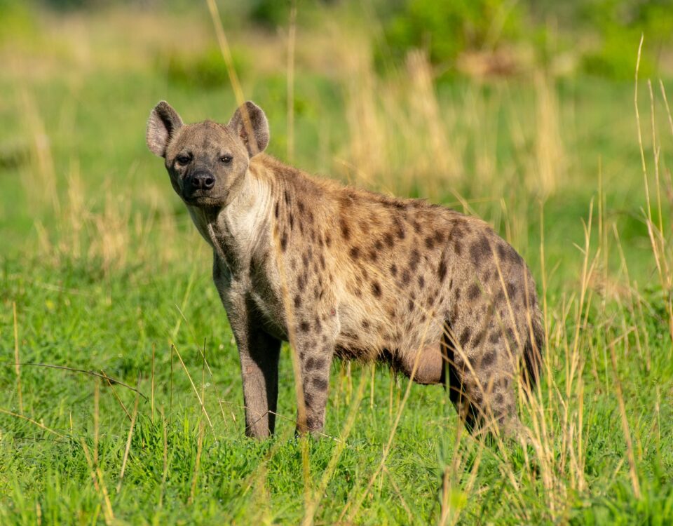 Are There Hyenas in Murchison Falls National Park?