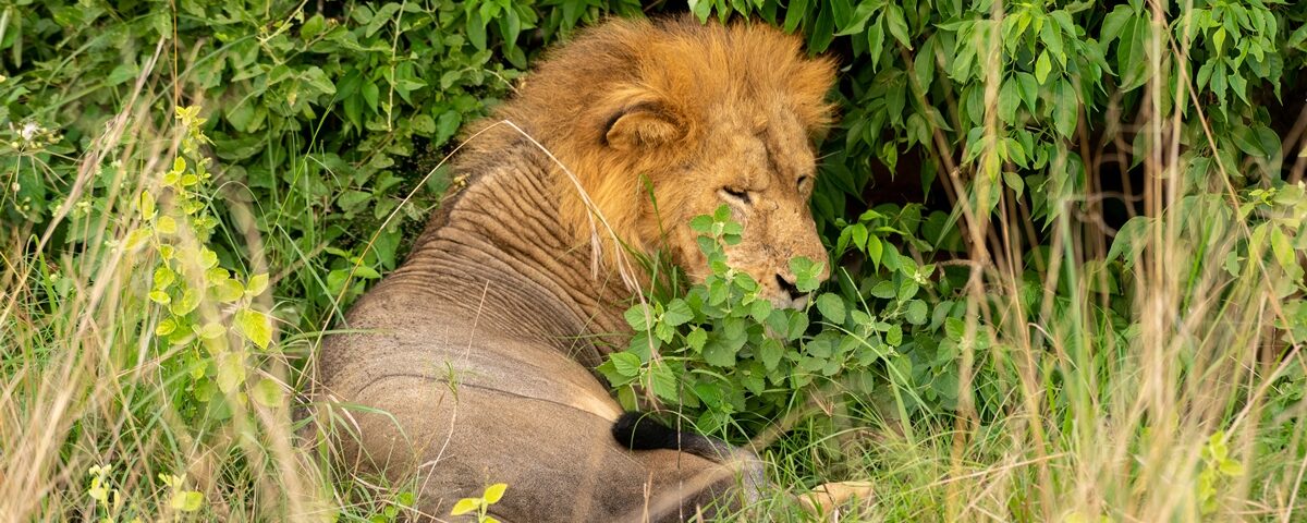 Where is the Best Place for Lion Sightings in Murchison Falls?