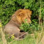 Where is the Best Place for Lion Sightings in Murchison Falls?