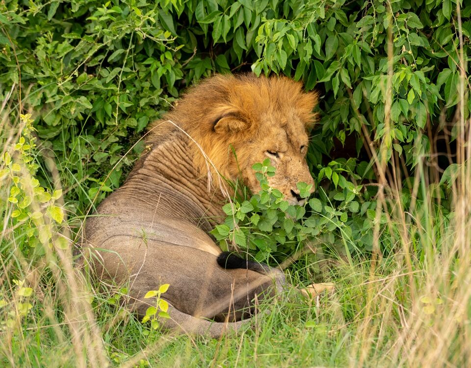Where is the Best Place for Lion Sightings in Murchison Falls?
