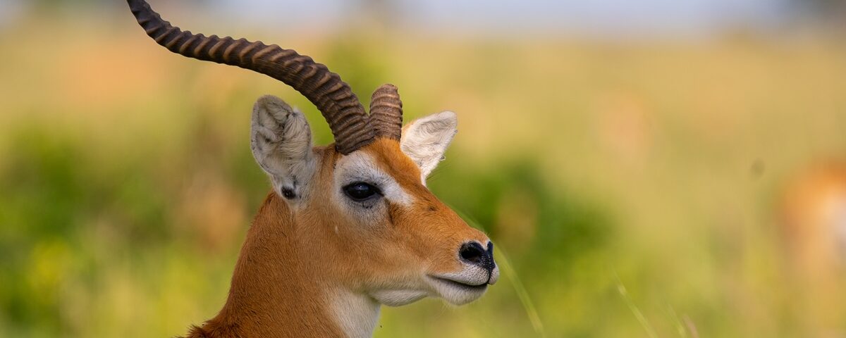 antelope species in Murchison Falls National Park