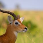 antelope species in Murchison Falls National Park