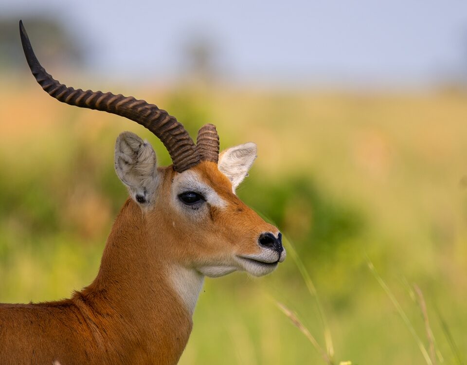 antelope species in Murchison Falls National Park