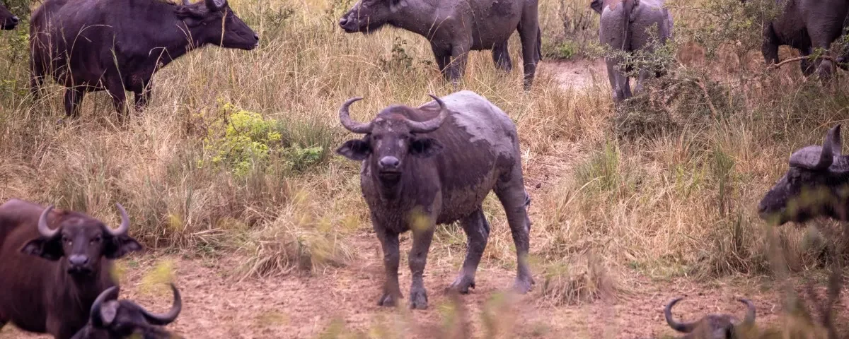 Can You Visit Murchison Falls During the Rainy Season?