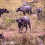 Can You Visit Murchison Falls During the Rainy Season?