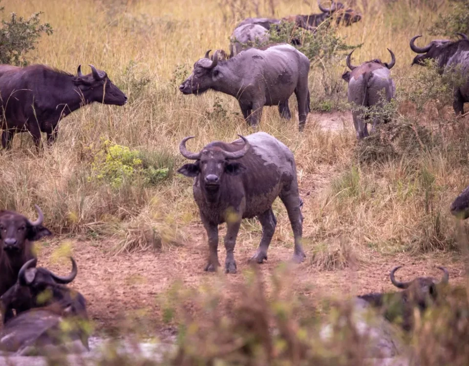 Can You Visit Murchison Falls During the Rainy Season?