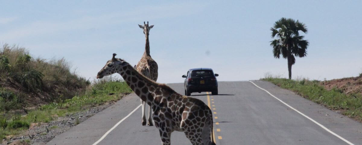 Is the Road to Murchison Falls Good?