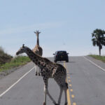 Is the Road to Murchison Falls Good?