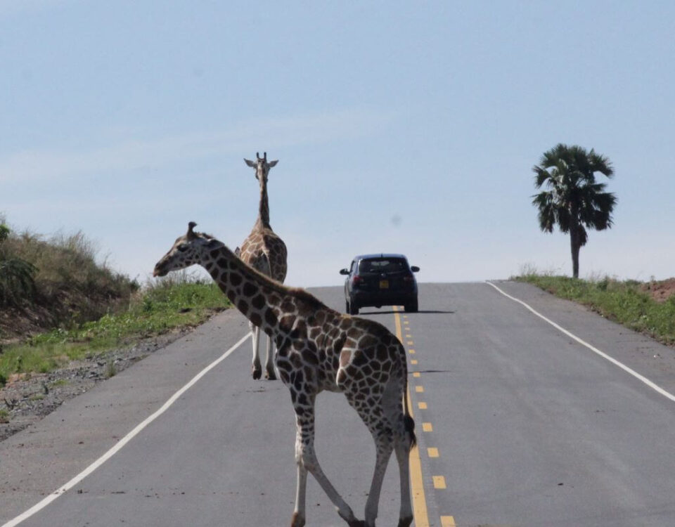 Is the Road to Murchison Falls Good?