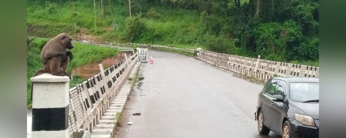 Kichumbanyobo Gate and Tangi Gate?